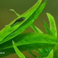 Pesci Pulitori Ancistrus Acquario