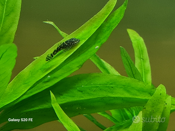 Pesci Pulitori Ancistrus Acquario