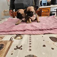 Bulldog francese