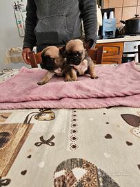 Bulldog francese