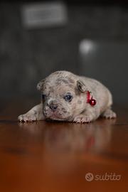 Cuccioli French Bulldog