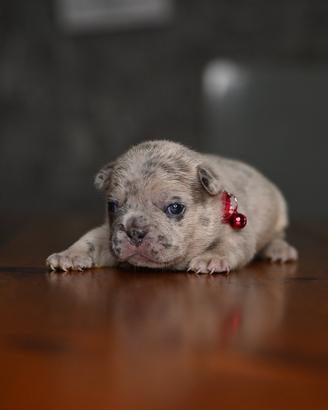 Cuccioli French Bulldog