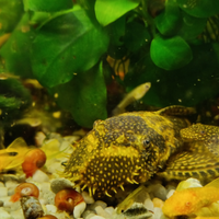 Coppia di ancistrus adulta