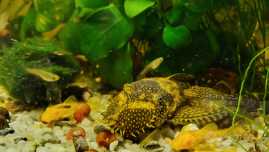 Coppia di ancistrus adulta