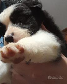 Vendita cuccioli di Border Collie