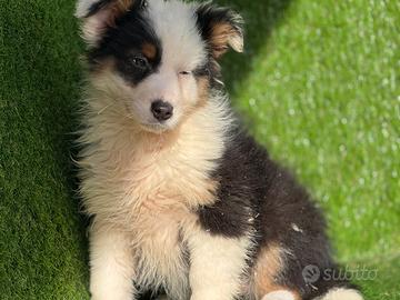 Pastore australiano con pedigree Enci