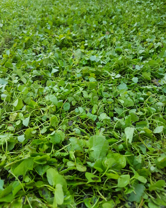 Tappeto erboso