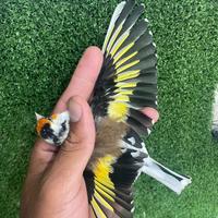 Cardellino