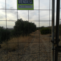 Terreno con piante di ulivoa Soleminis
