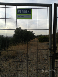 Terreno con piante di ulivoa Soleminis