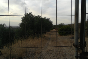 Terreno con piante di ulivoa Soleminis