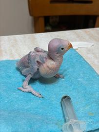 Parrocchetto del collare