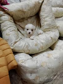 Chihuahua Toy mix
