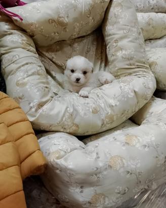Chihuahua Toy mix