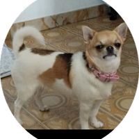 Chihuahua femmine