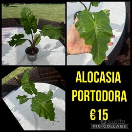 ALOCASIA PORTODORA