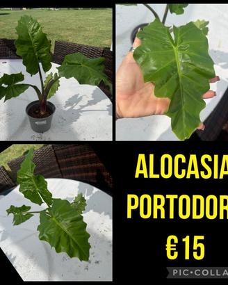 ALOCASIA PORTODORA