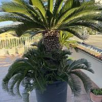 Splendida Cycas Revoluta di grandi dimensioni