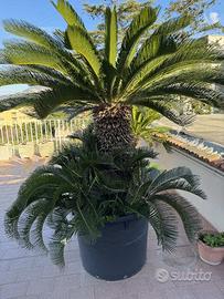 Splendida Cycas Revoluta di grandi dimensioni