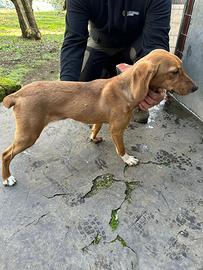 Segugio da Cinghiale