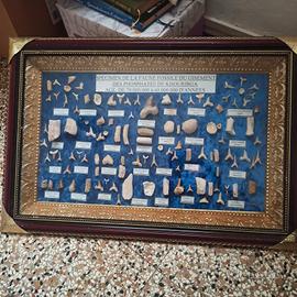 Quadro con fossili