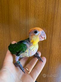 Caicco testa gialla