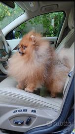ACCOPPIAMENTO Spitz TOY zwergspitz pomerania Monta