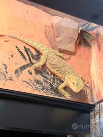 Pogona drago barbuto