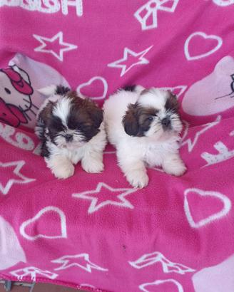 Shih Tzu cuccioli