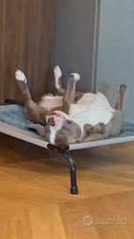 Monta pitbull
