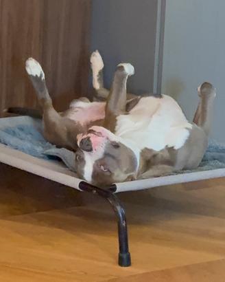 Monta pitbull