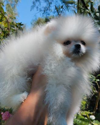 Spitz tedesco nano