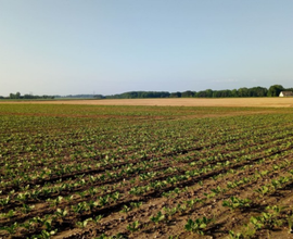 Terreno Agricolo