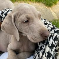 Ultimi 2 Maschietti di Weimaraner
