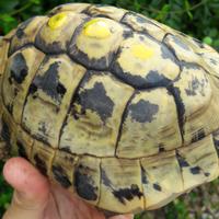Testudo Hermanni Boettgeri Maschi Adulti