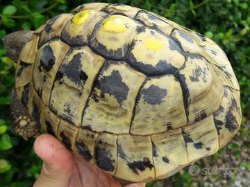 Testudo Hermanni Boettgeri Maschi Adulti
