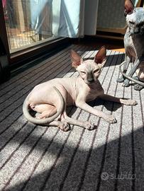 Cucciola di SPHYNX