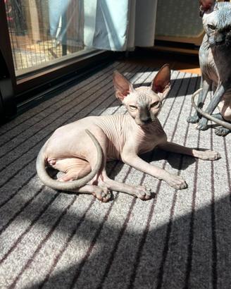Cucciola di SPHYNX