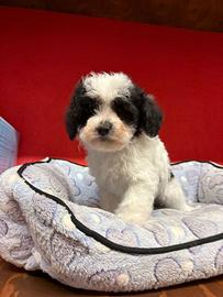 Cucciolata di maltipoo