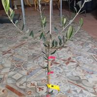 piantine olivo
