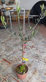 piantine olivo