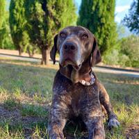 Bracco kurzhaar per monta