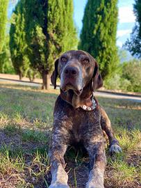 Bracco kurzhaar per monta