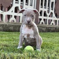 Cuccioli pitbull