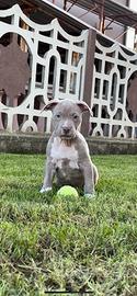 Cuccioli pitbull