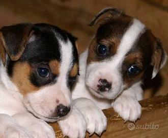 Cucciola jack Russell