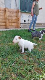 Cucciola di bull terrier con orecchio macchiato