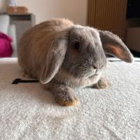 Coniglietto razza minilop ariete di 3 mesi