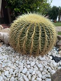 Pianta grassa cuscino della suocera echinocactus