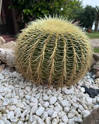 Pianta grassa cuscino della suocera echinocactus